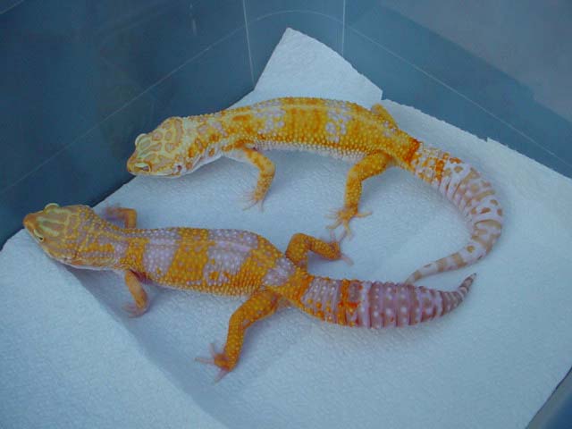 New Tangerine Albinos from Taino Reptiles