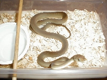 2005 olive