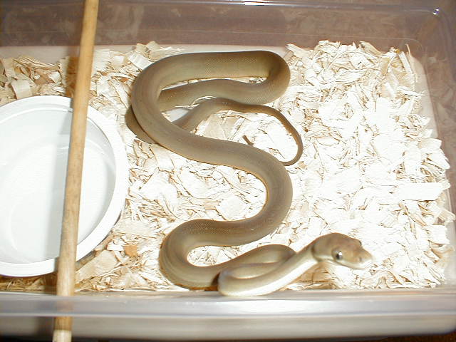 2005 olive