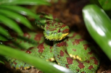 another famale of trimerusurus flavomaculatus