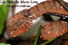 on of my Trimerusurus flavomaculatus breeder