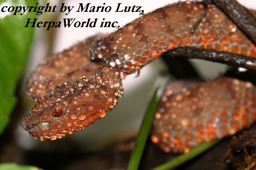 on of my Trimerusurus flavomaculatus breeder