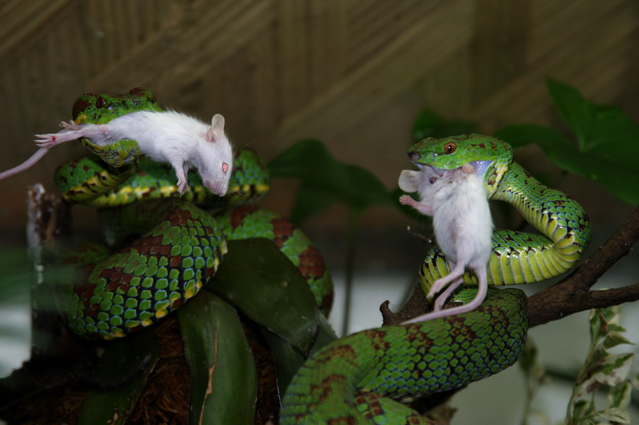 eating in harmony