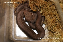 Trimerusurus mcgregori (F1 Generation)