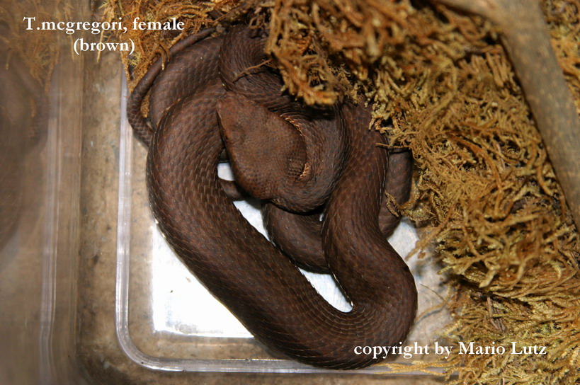 Trimerusurus mcgregori (F1 Generation)