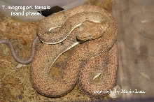 another trimerusurus mcgregori