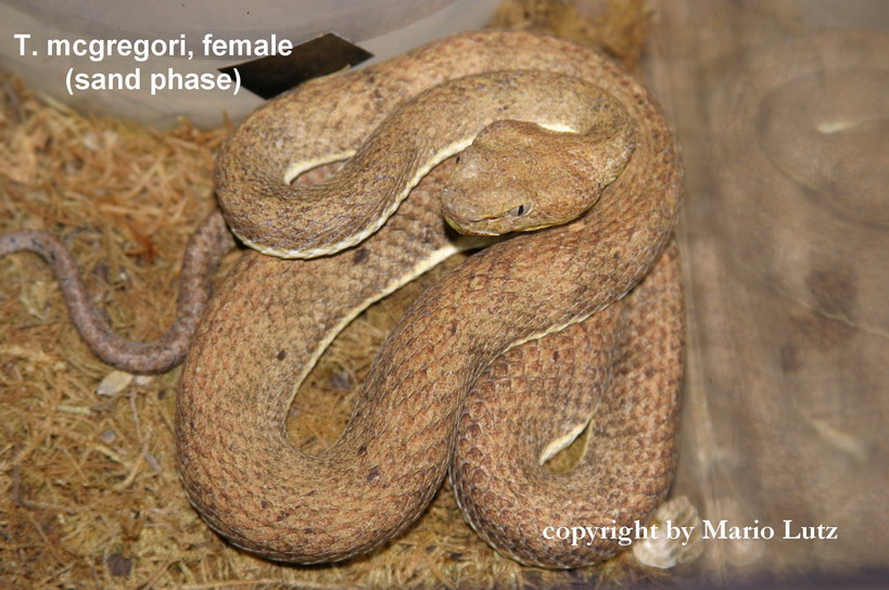 another trimerusurus mcgregori