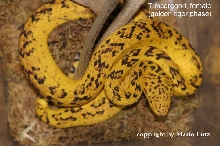 Trimerusurus mcgregori (golden Tiger) F1 Generation