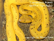 Trimerusurus mcgregori