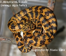 again Offspring (F2) of Trimerusurus mcgregori