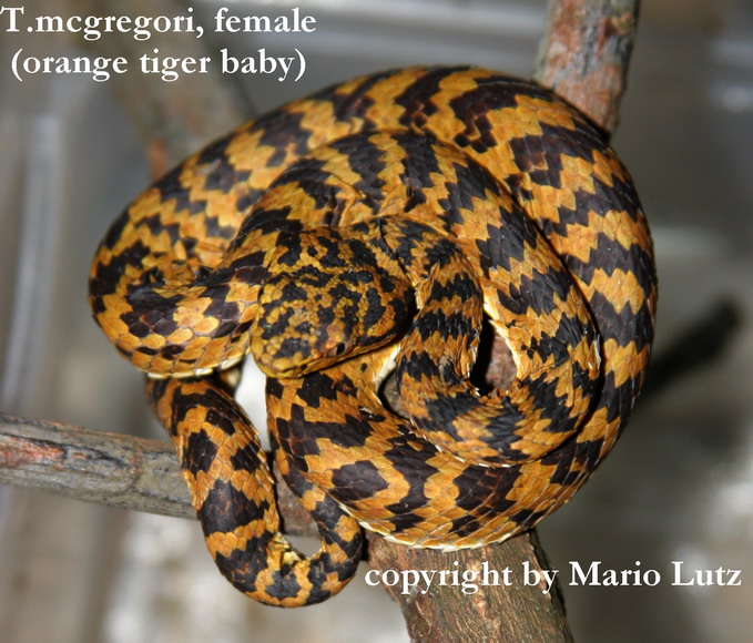 again Offspring (F2) of Trimerusurus mcgregori