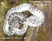 one more of my Trimerusurus mcgregori Breeder,