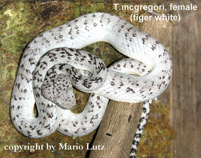 one more of my Trimerusurus mcgregori Breeder,
