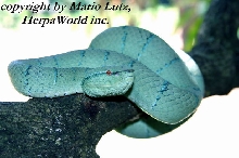 new subspecies  of Tropidolaemus wagleri ?