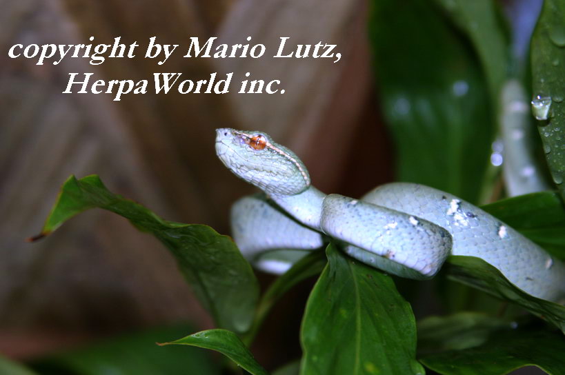 the first cb generation of this blue pearl's from the philippines...