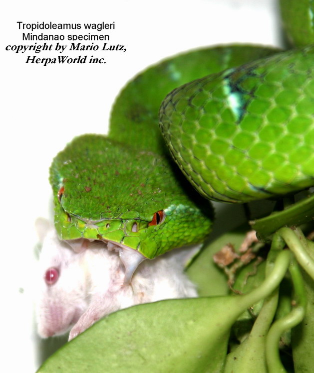 Mindanao Variation from Tropidolaemus wagleri