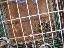 big toad