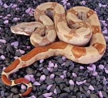 Triple het. Stripe Sunglow
