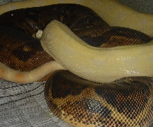 Breeding2