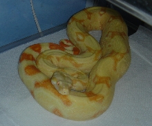04Albino het. stripe