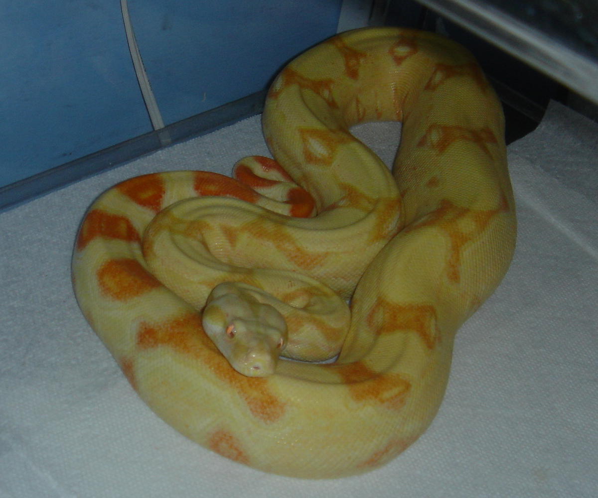 04Albino het. stripe