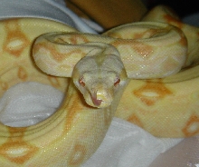 Albino het. stripe