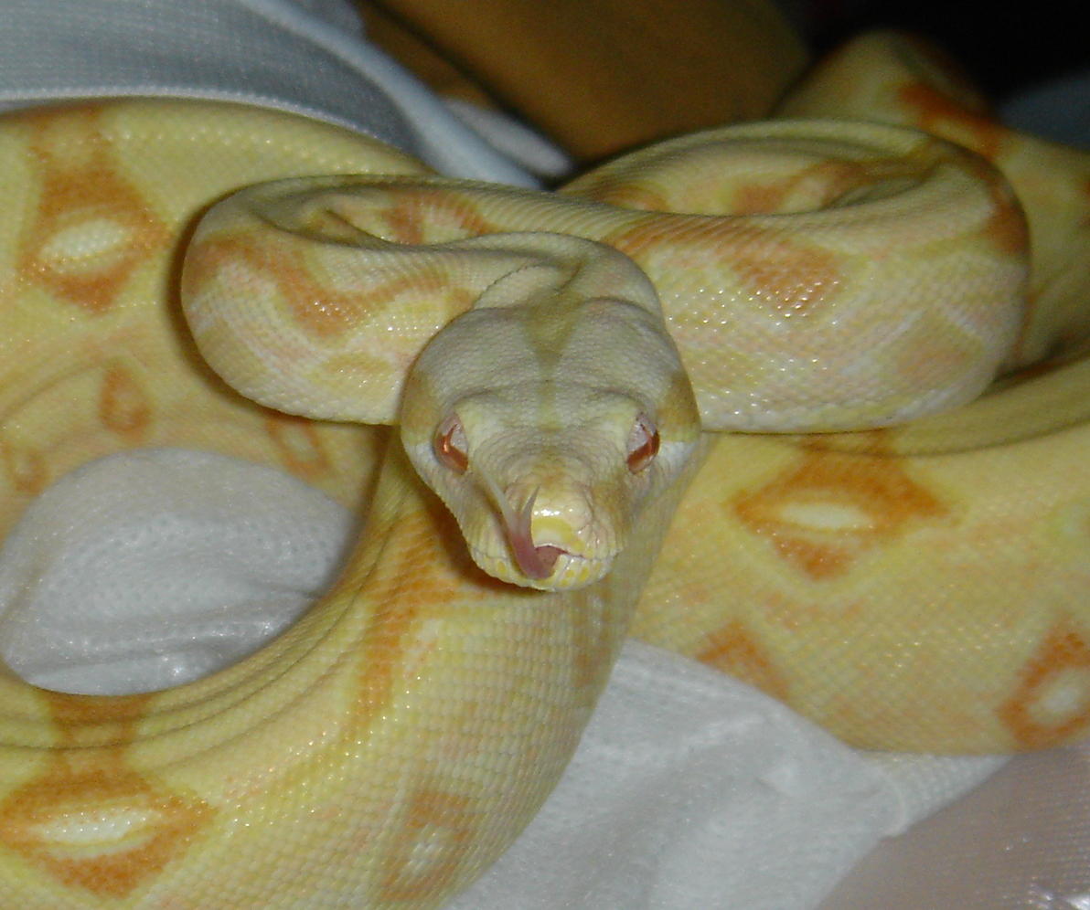 Albino het. stripe