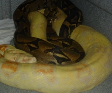 Breeding