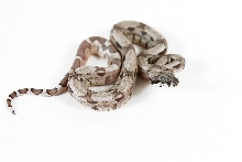 Ghost het MoonglowF1