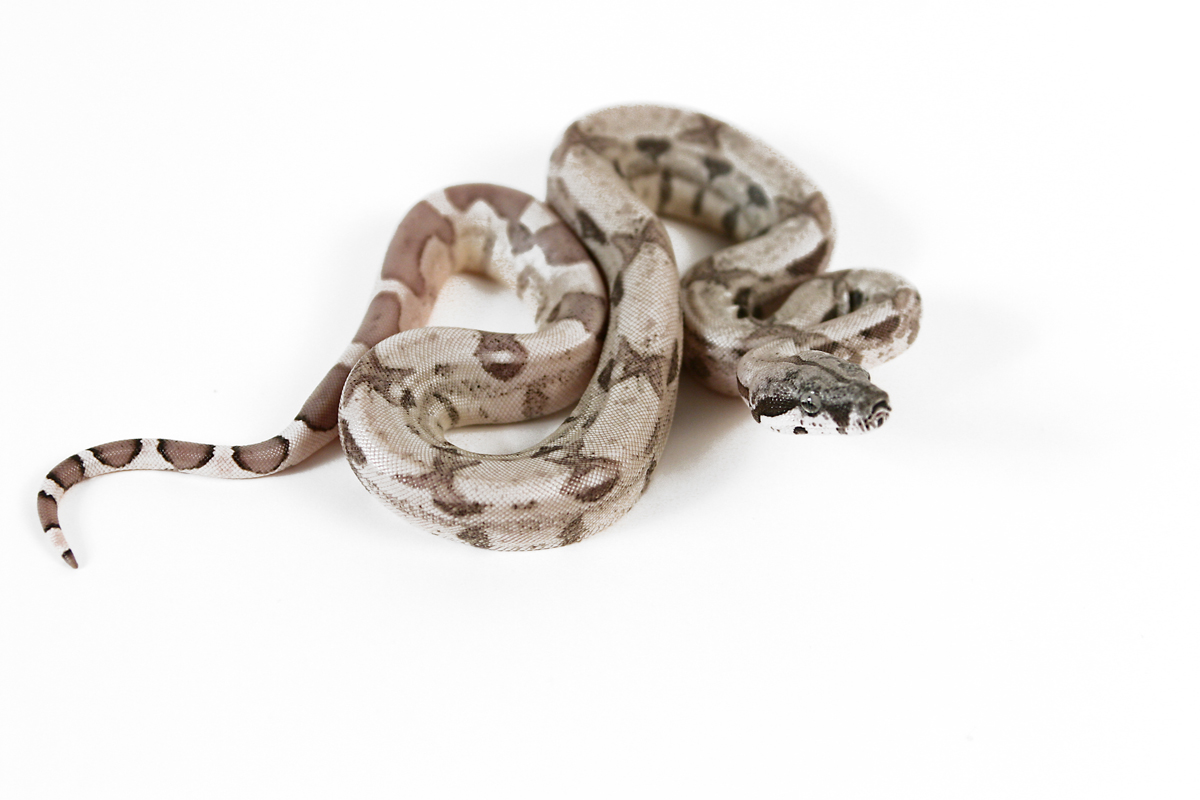 Ghost het MoonglowF1
