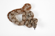 Hypo het sunglow 66 moonglow M10