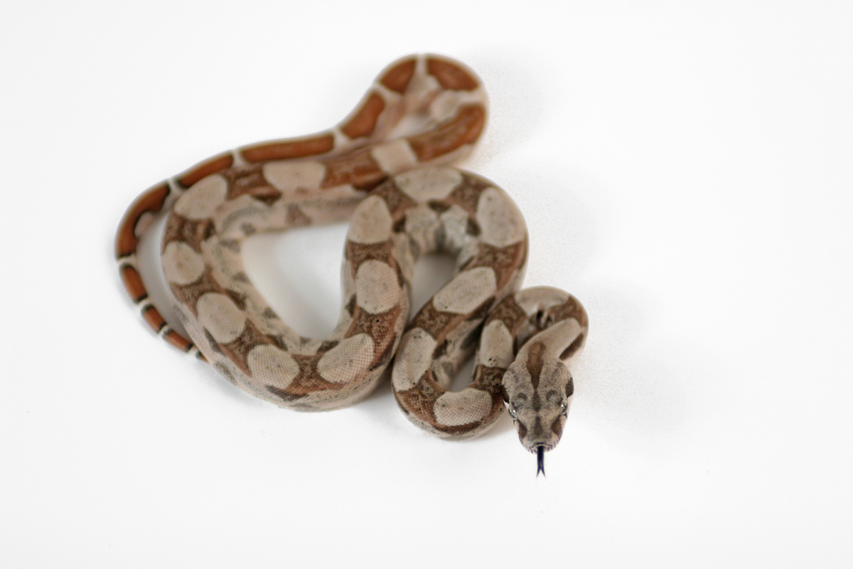 Hypo het sunglow 66 moonglow M10