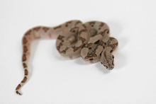 Hypo het sunglow 66 moonglow M8