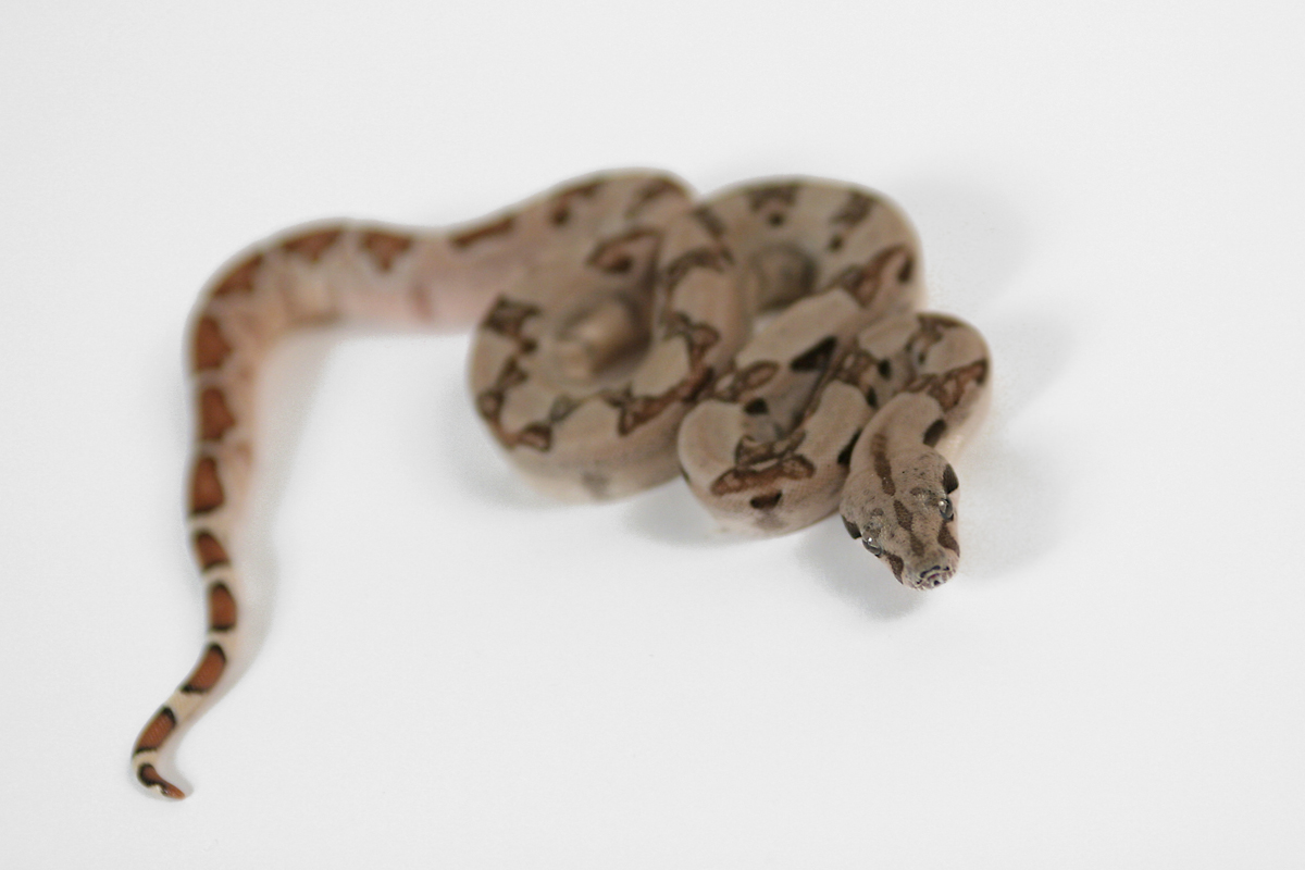 Hypo het sunglow 66 moonglow M8