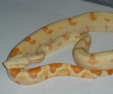 Sunglow het. anery