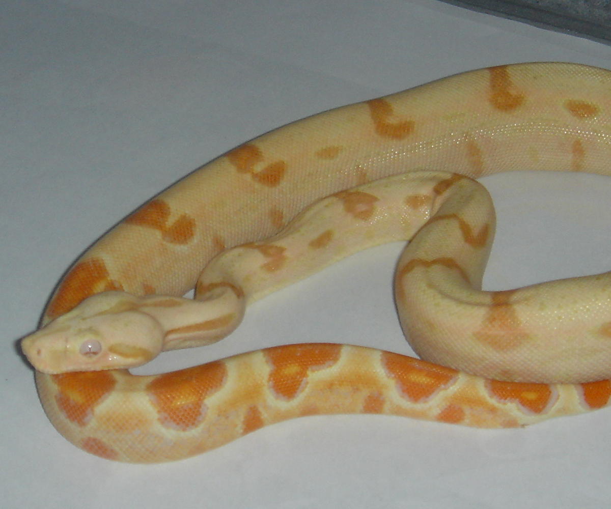 Sunglow het. anery