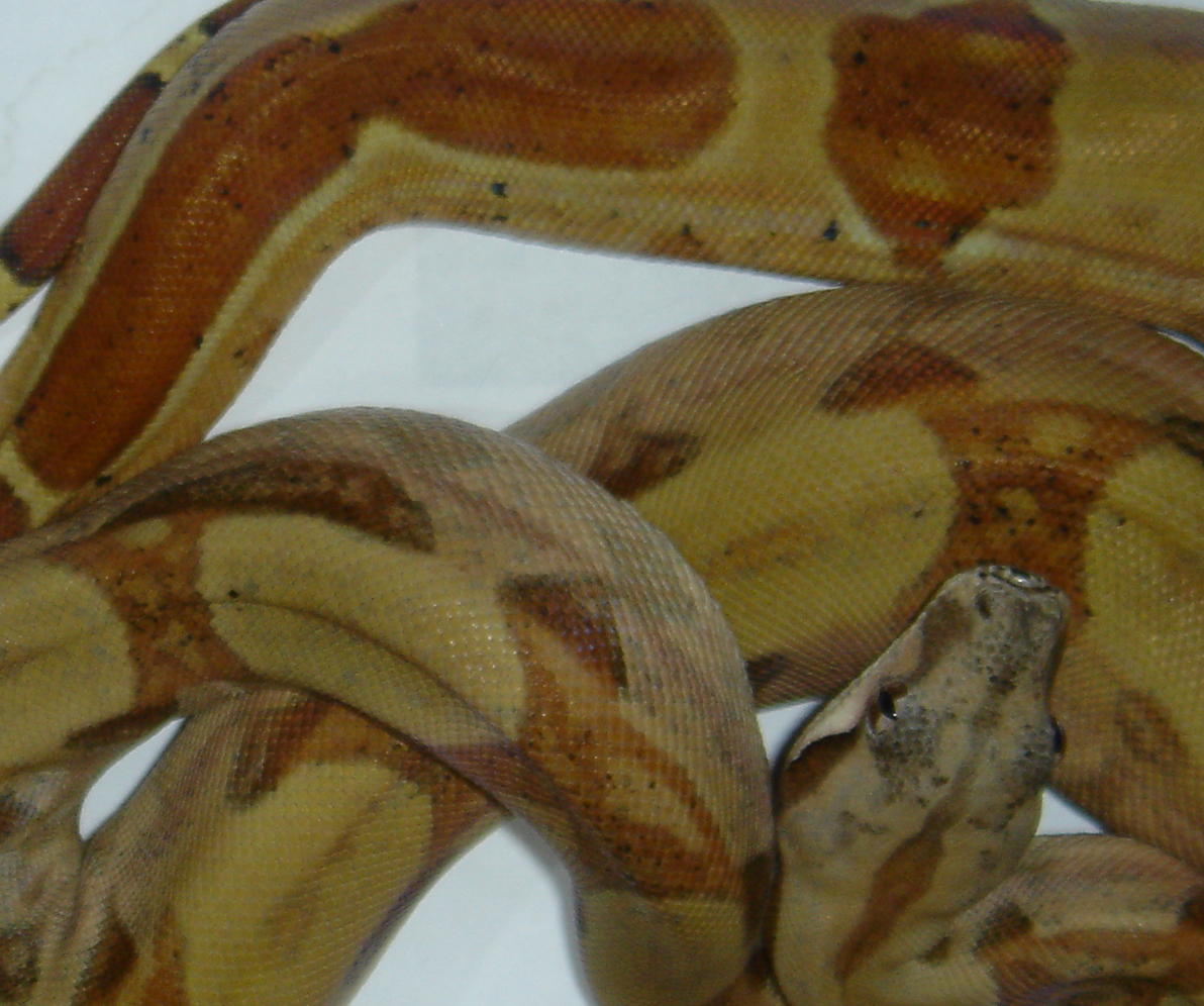 Stripe Hypo het. albino
