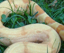 sunglow het. anery