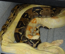 anery x albino het anery