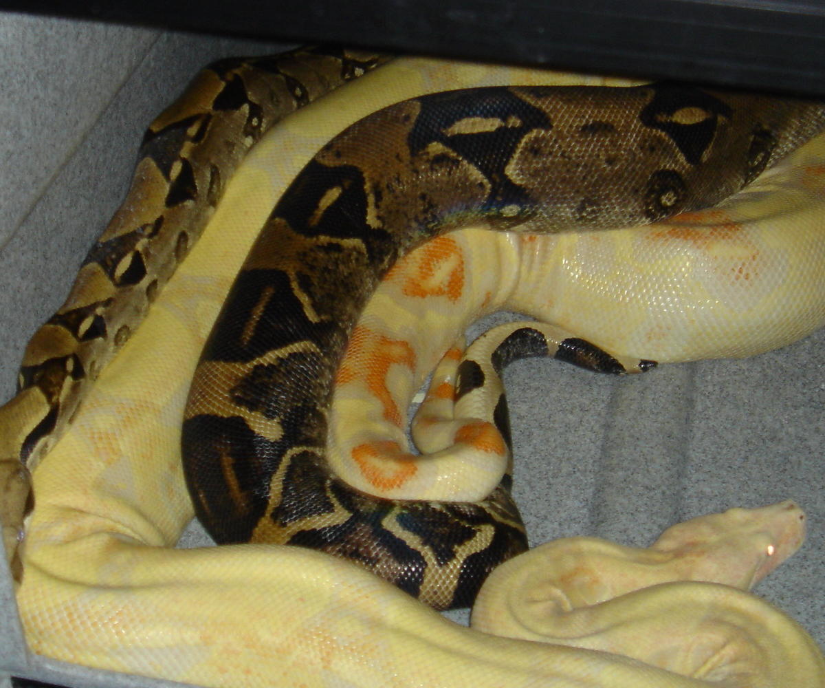 anery x albino het anery