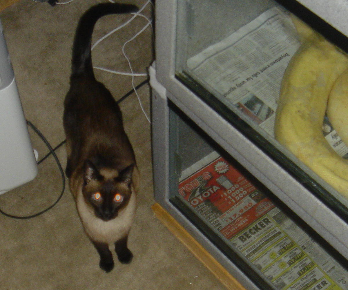 Snake room helper