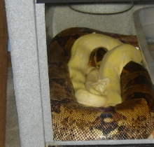 12-4-05Hypo