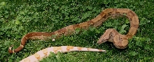 StripeHypohetAlbino06