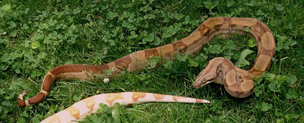 StripeHypohetAlbino06
