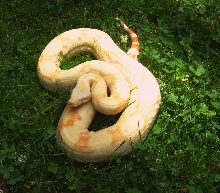 Albino het Stripe summer 06