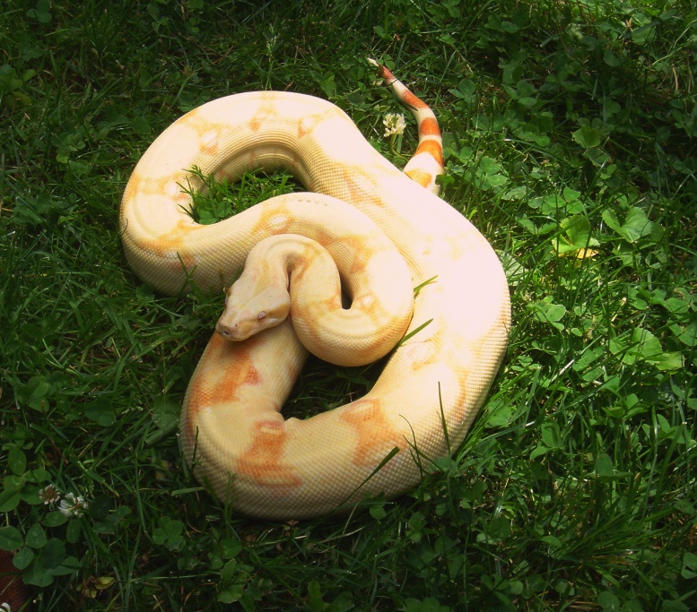 Albino het Stripe summer 06