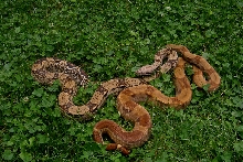Stripe hypo het albino 06 dbl het