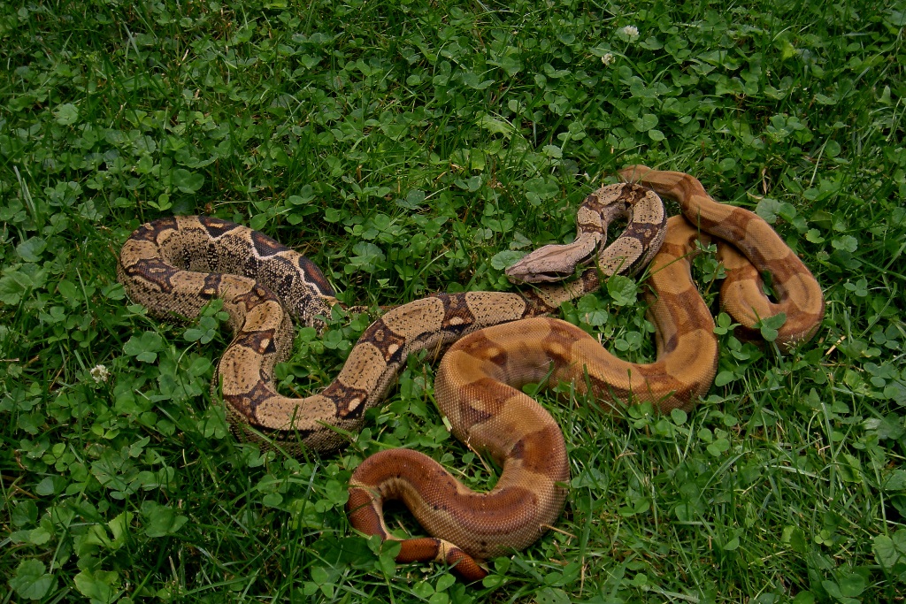 Stripe hypo het albino 06 dbl het