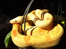 Sunlow in sun