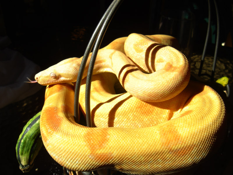 Sunlow in sun